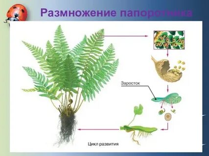 Вегетативные органы мхов и папоротников