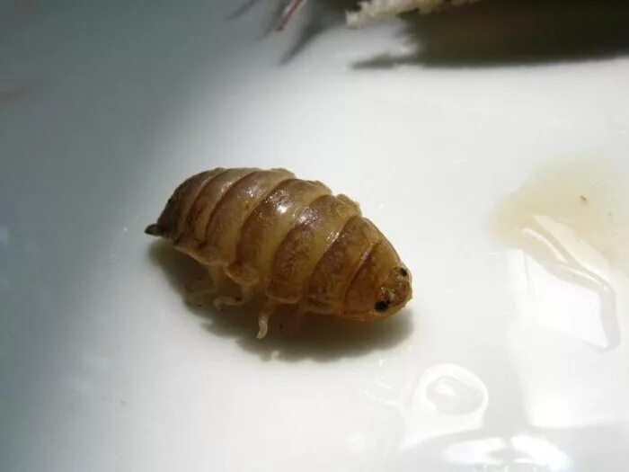 Мокрица паразит. Мокрица-паразит cymothoa exigua. мокрица пожиратель языка.