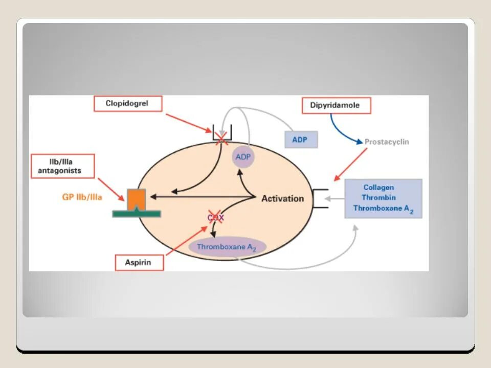 Клопидогрел механизм антиагрегантного действия. Механизм клопидогрела. Механизм действия клопидогрела. Клопидогрел механизм действия