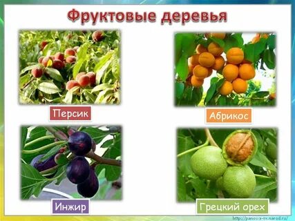 Название фруктовых деревьев
