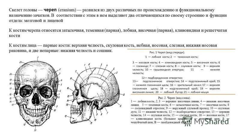 Скелет головы функции