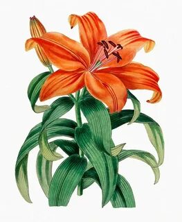Лилия рисунок для детей