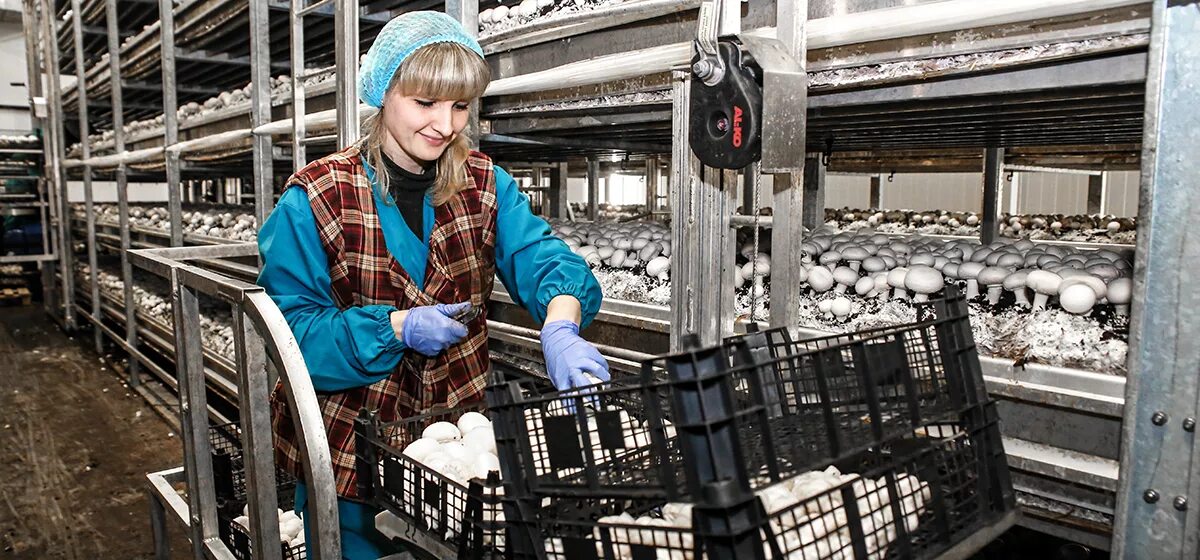 кондровский хлебозавод. ооо фирма веста кондрово. работа в кондрово свежие вакансии. фирма веста кондрово. кондровский хлебозавод.