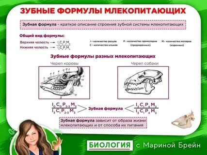 Практическая работа исследование зубной системы млекопитающих