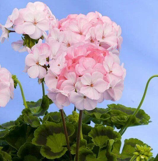 Пеларгония sundancer. Пеларгония розита f1. Пеларгония маверик стар. Пеларгония зональная маверик. Пеларгония мирка f1.