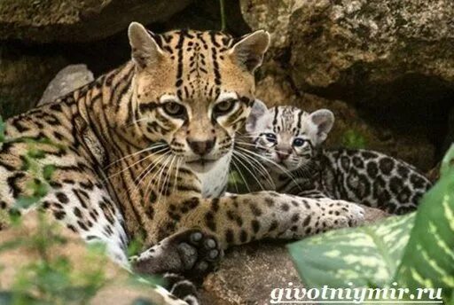 Как выглядит оцелот в реальной жизни Just look at this cute ocelot kitten Animals Baby animals pictures, Baby anima