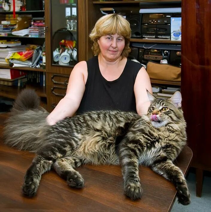 Размер домашней кошки. Кошка Мейн кун. Сибирский Мейн кун. Мейн кун взрослый кот. Порода больших котов.