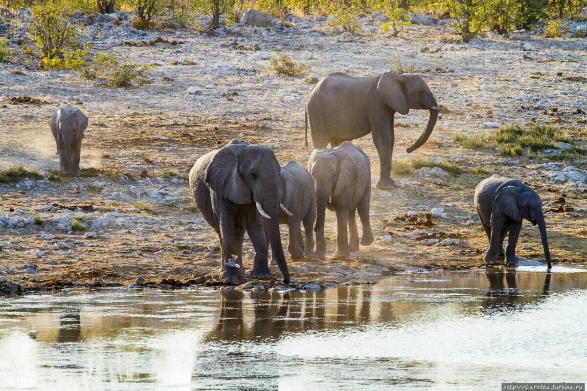 Elephant river. Этоша национальный парк Намибии. Слоны Южная дамарландия, Намибия. Пустынные слоны Намибии. Водопой животных.