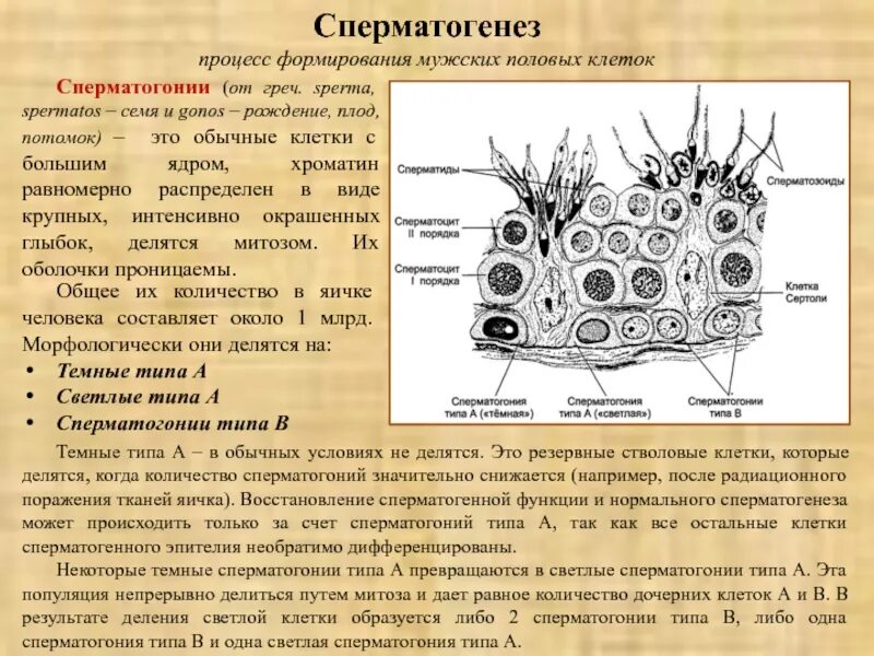 1 половые клетки мужские. Сперматогонии 2 типа клеток. Сперматогонии типа а. Типы сперматогоний. Сперматогонии типа а и б.