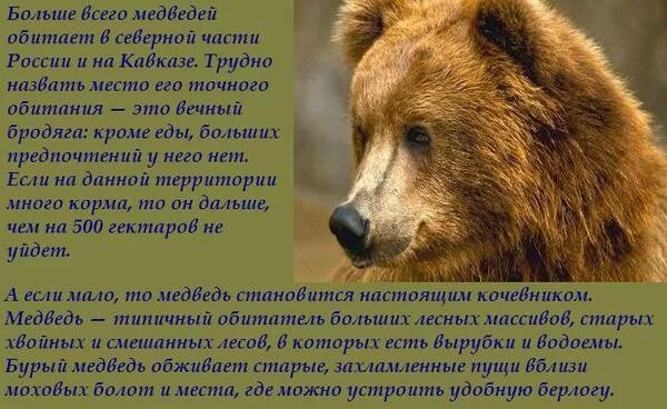 Факты о буром медведе. Интересное про медведей для детей. Интересные факты о медведях. Белый медведь интересные факты для детей. Интересная информация о белом медведе.