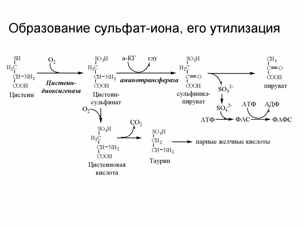 Сульфат ионы so4. Образование сульфат Иона. Синтез пирувата из цистеина. Из цистеина в пируват. Образование пирувата из цистеина.