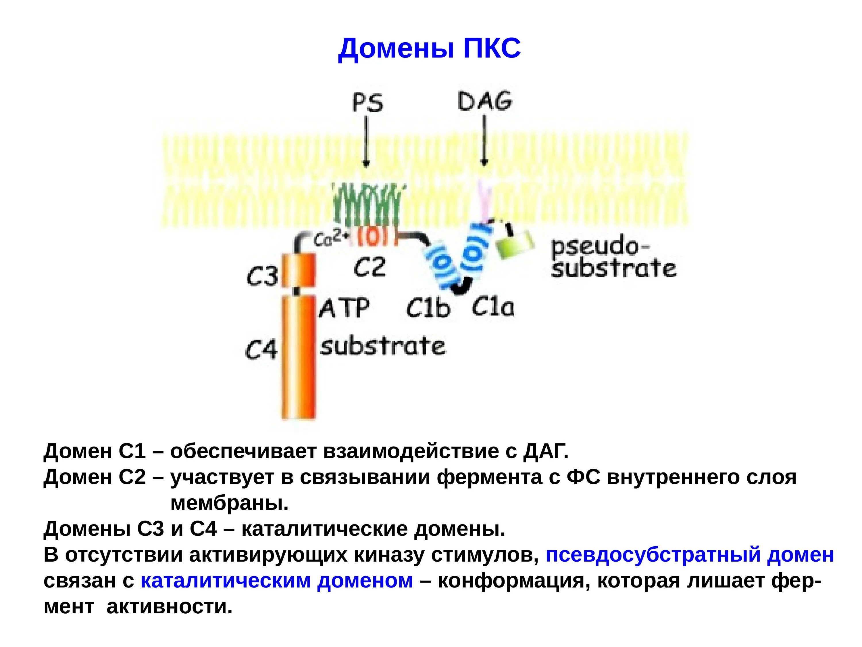 Домен 16. Са2+. Домены мембраны. Кальсеквестрин. Доменом са2+-канал.