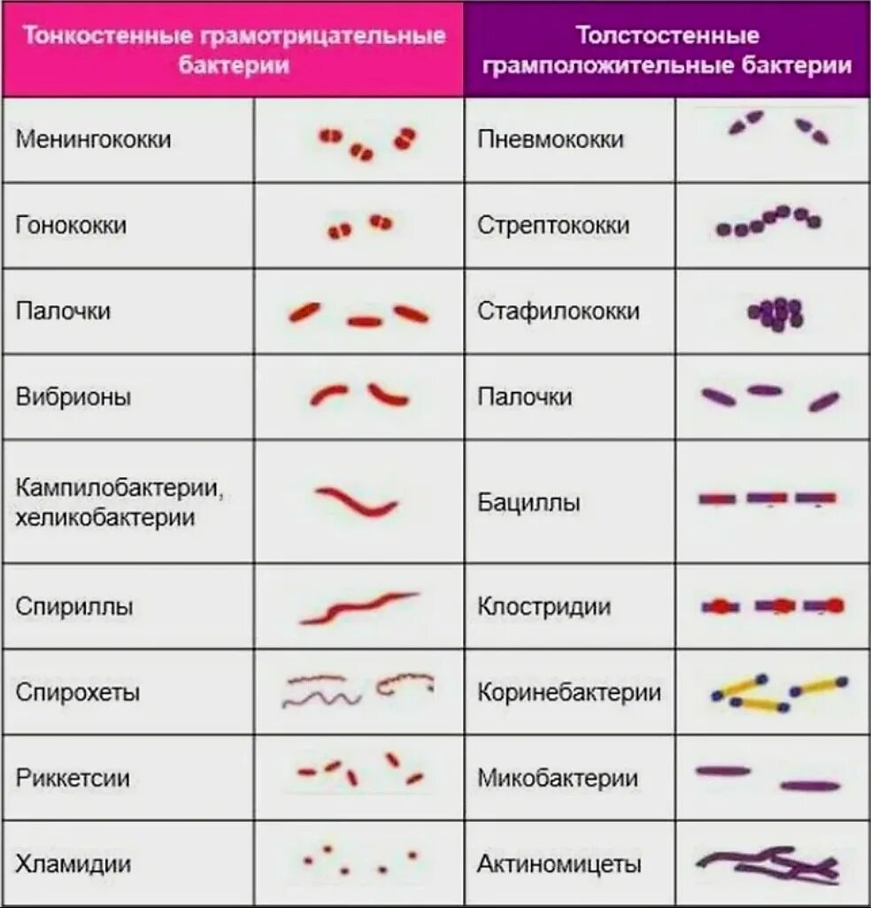 Грамм плюс грамм минус. Таблица грамположительных и грамотрицательных бактерий. Грамположительные и грамотрицательные микроорганизмы таблица. Грамм положительные и грамм отрицательные бактерии. Грамположительные и грамотрицательные группы микроорганизмов.