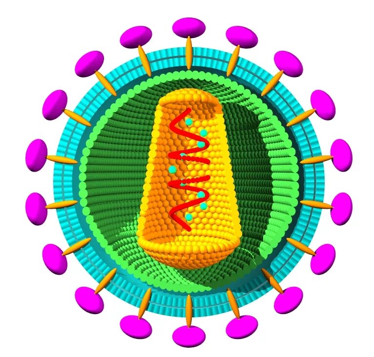 Вирусы семейства Retroviridae. Ретровирус строение вируса. Вирус ВИЧ ретровирус. РНК вирусы ретровирусы.
