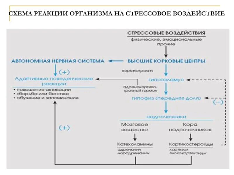 Схема реакции организма на стрессовое воздействие. Реакции организма на внешнее воздействие. Схема реагирования. Реакция человека схема. Какие есть реакции организма