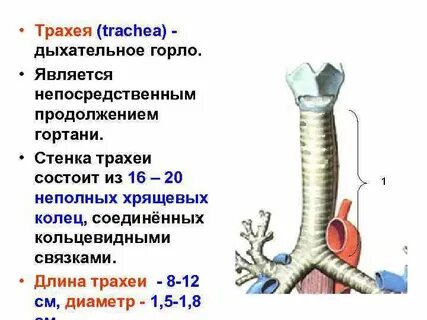 Особенности трахеи