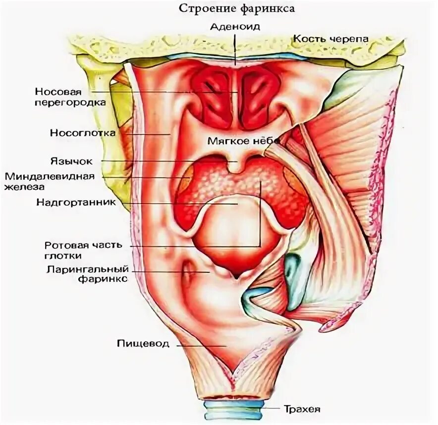 Горло анатомия строение. Строение горла и гортани человека. Внутреннее строение горла. Горло гортань глотка анатомия.