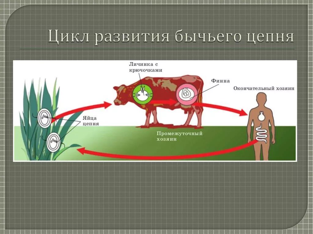 Жизненный цикл бычьего цепня начиная с яиц