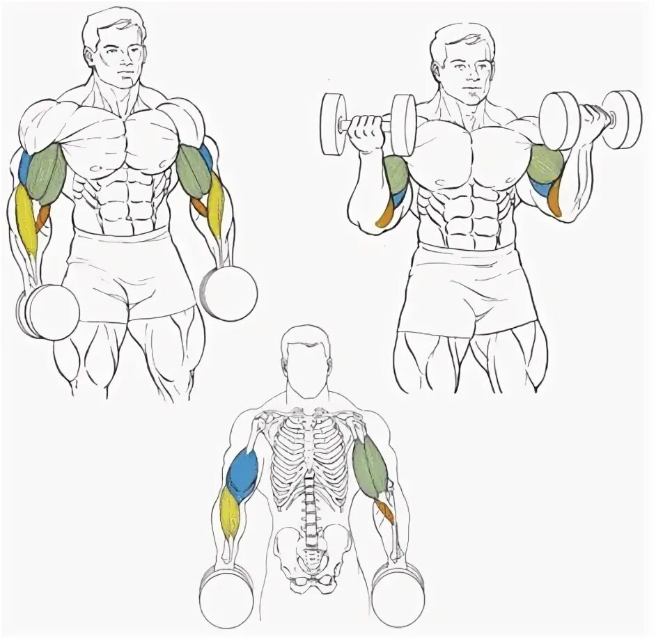 Супинация на бицепс с гантелями. Подъем гантелей на бицепс с супинацией. Подъем гантелей на бицепс с супинацией стоя. Подъем гантелей на бицепс с супинацией техника. Подъем гантели на бицепс с супинацией техника.