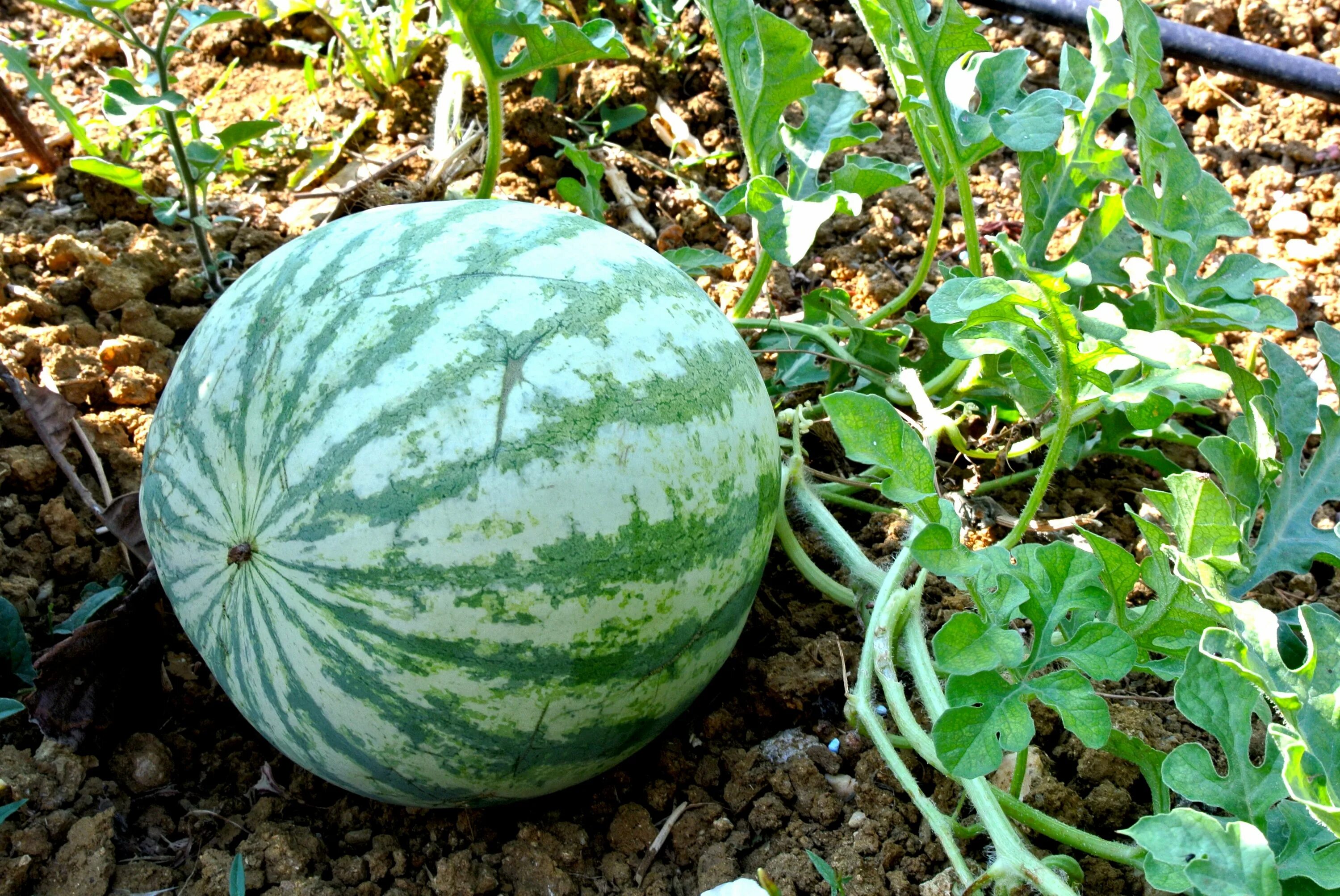 Краснодарский арбузы. Краснодарские арбузы. Краснодарский арбузы. Краснодарский арбузы. Арбуз и дыня.