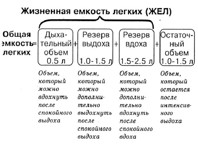 Жизненная емкость складывается из