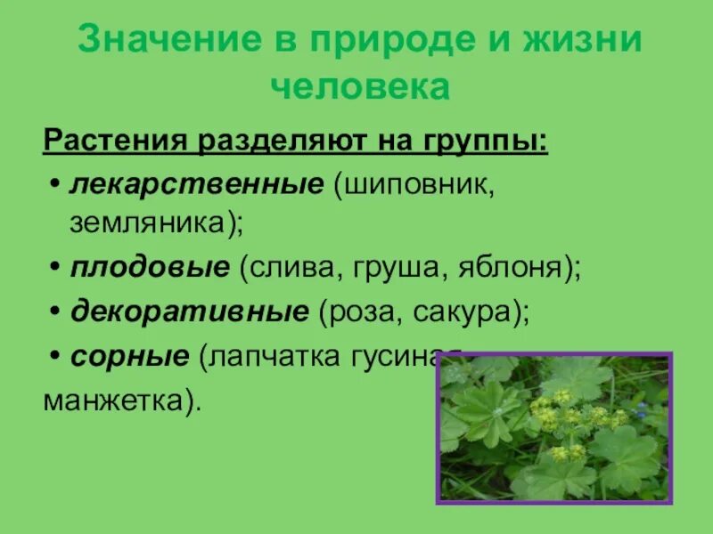 Расскажите о значении растений. Важность растений в природе. растения в жизни человека. роль растений в жизни человека. значение в прирожерастения.