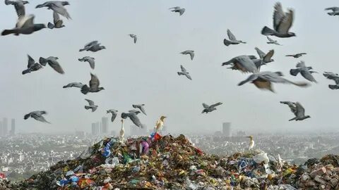 Fill in avalanche tornado pollution endangered