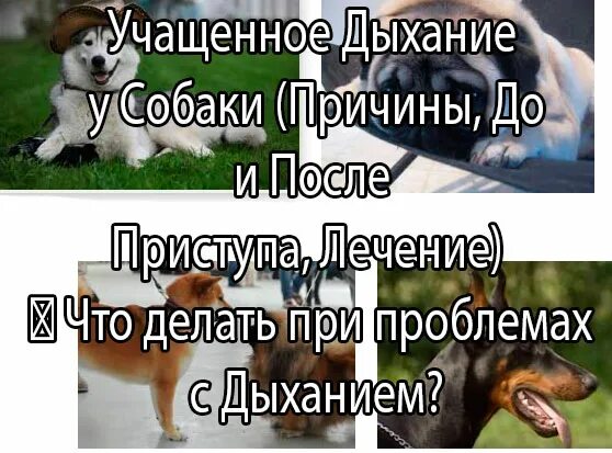 Щенок дышит ртом. Собака часто дышит причины. Почему собака часто дышит. Учащенное дыхание у собаки. Учащение дыхания у собак.