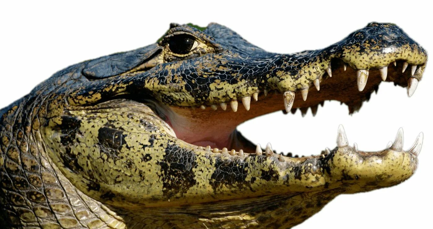 Крокодилы открывают рот. Нильский крокодил. Крокодил Аллигатор Кайман. Крокодил на белом фоне. Изображение крокодила.