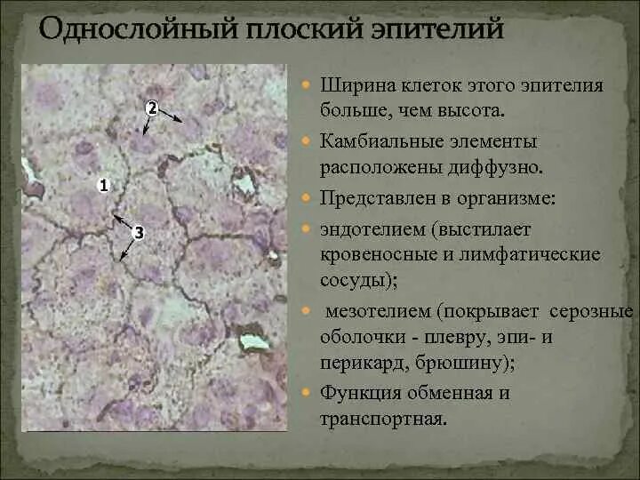 Однослойный плоский эпителий препарат. Однослойный плоский и кубический эпителий. Мезотелий (однослойный тонкий эпителий). Эпителиальная ткань однослойный плоский. Эпителий выстилающий серозные оболочки.