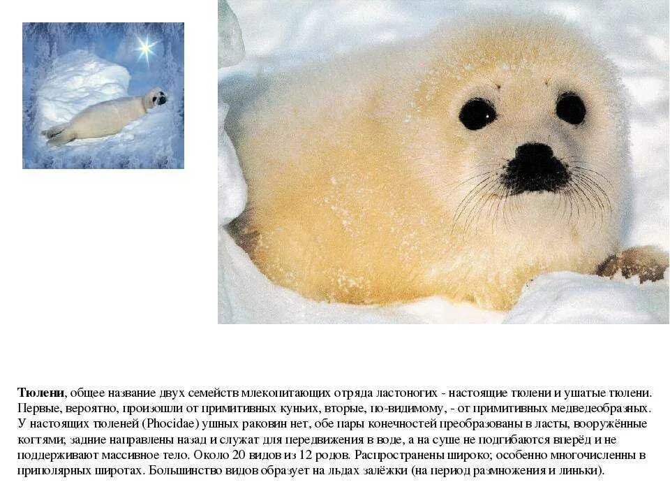 Интересные факты о тюленях. Тюлени Северного Ледовитого океана 1 класс. Тюлени информация для детей. Сообщение о тюлене.