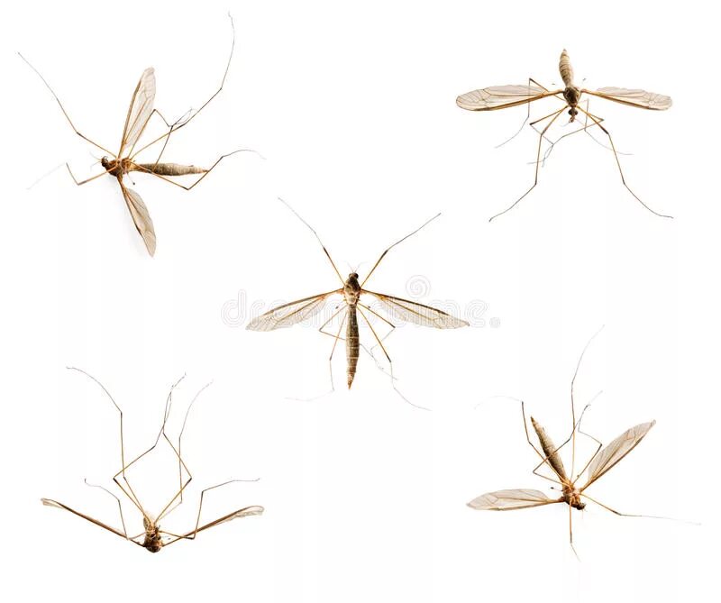 Группа комаров. Комар на стене. Комар на белой стене. Коллекция комаров. Комар для коллекции.