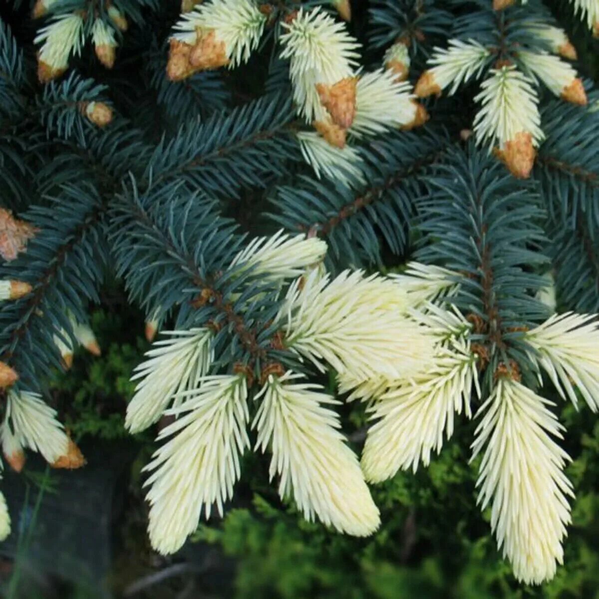 Ель колючая Белобок. Ель колючая (Picea pungens "Bialobok")*. Ель Белобок шишки. Ель Белобок (Picea pungens Bialobok).