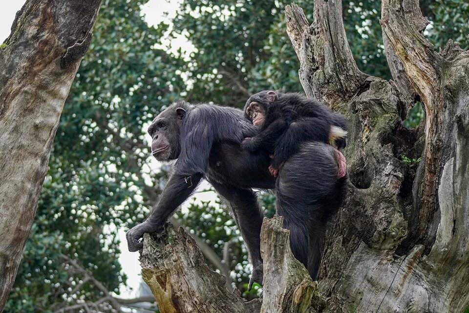After monkeys