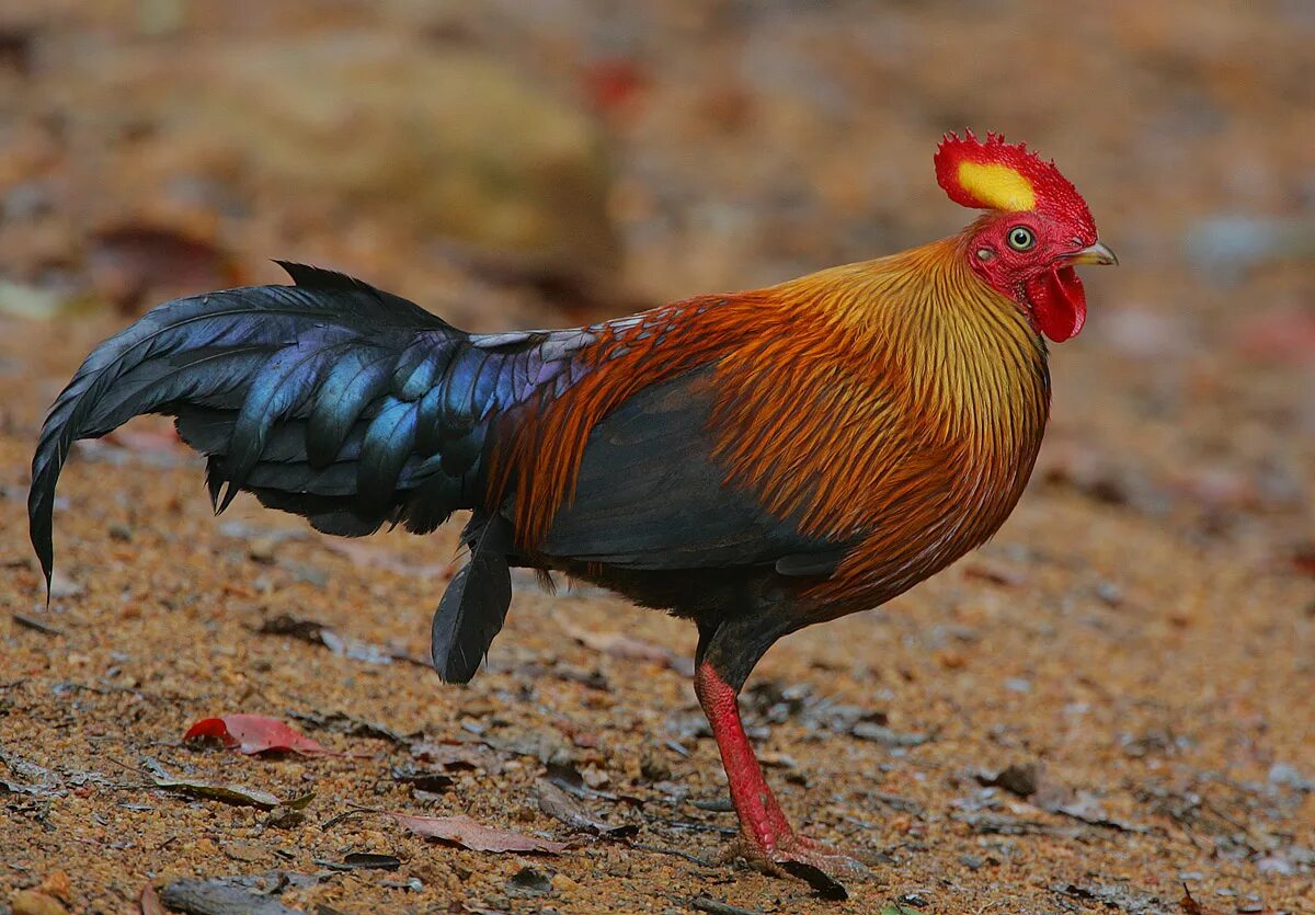 National bird. Банкивская джунглевая курица. Отряд Курообразные (galliformes). Дикие банкивские джунглевые куры. Банкивская джунглевая курица (Gallus Gallus),.