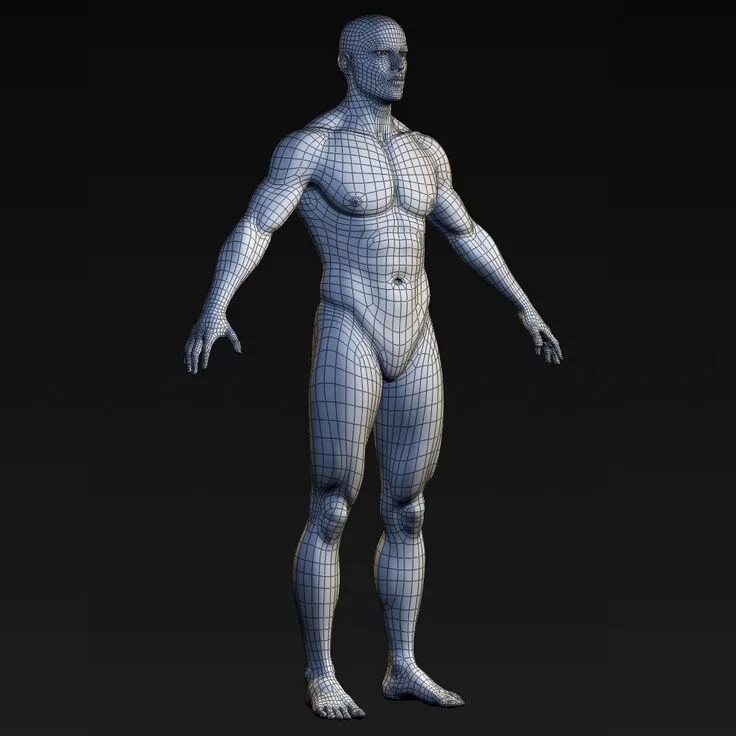 Модель человека фотографиям. Модель человека. 3d модель человека. Моделирование тела. Модель человека для моделирования.