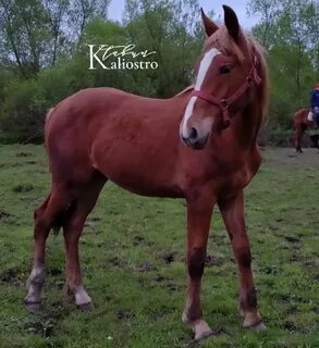 Продам конь есть