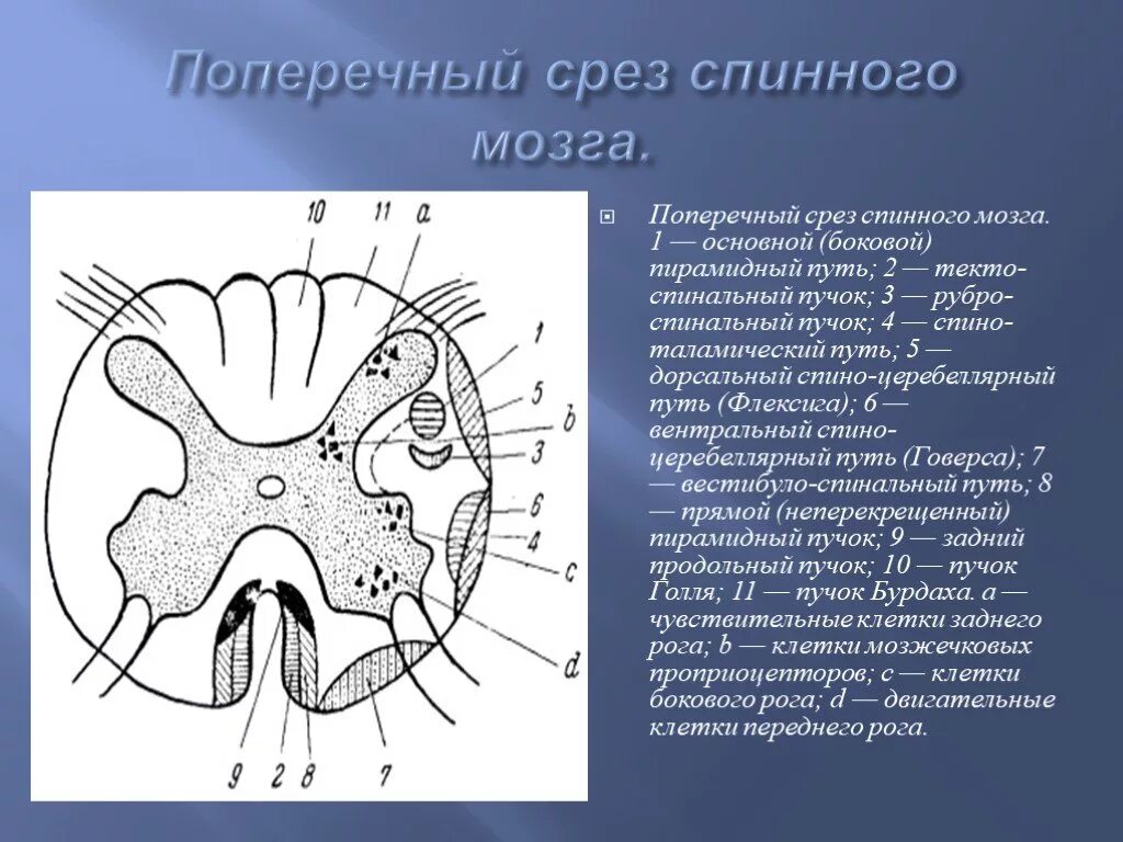 Схема поперечного среза спинного мозга. Схема поперечного разреза спинного мозга. Горизонтальный срез спинного мозга. Строение спинного мозга горизонтальный срез.