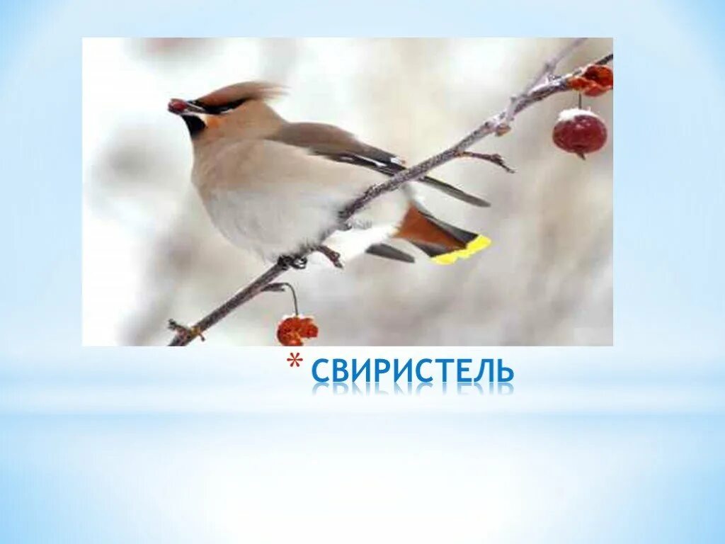 Слово свиристел. Свиристель ареал. Свиристель с подписью. Свиристель для малышей. Свиристель птица с подписью.