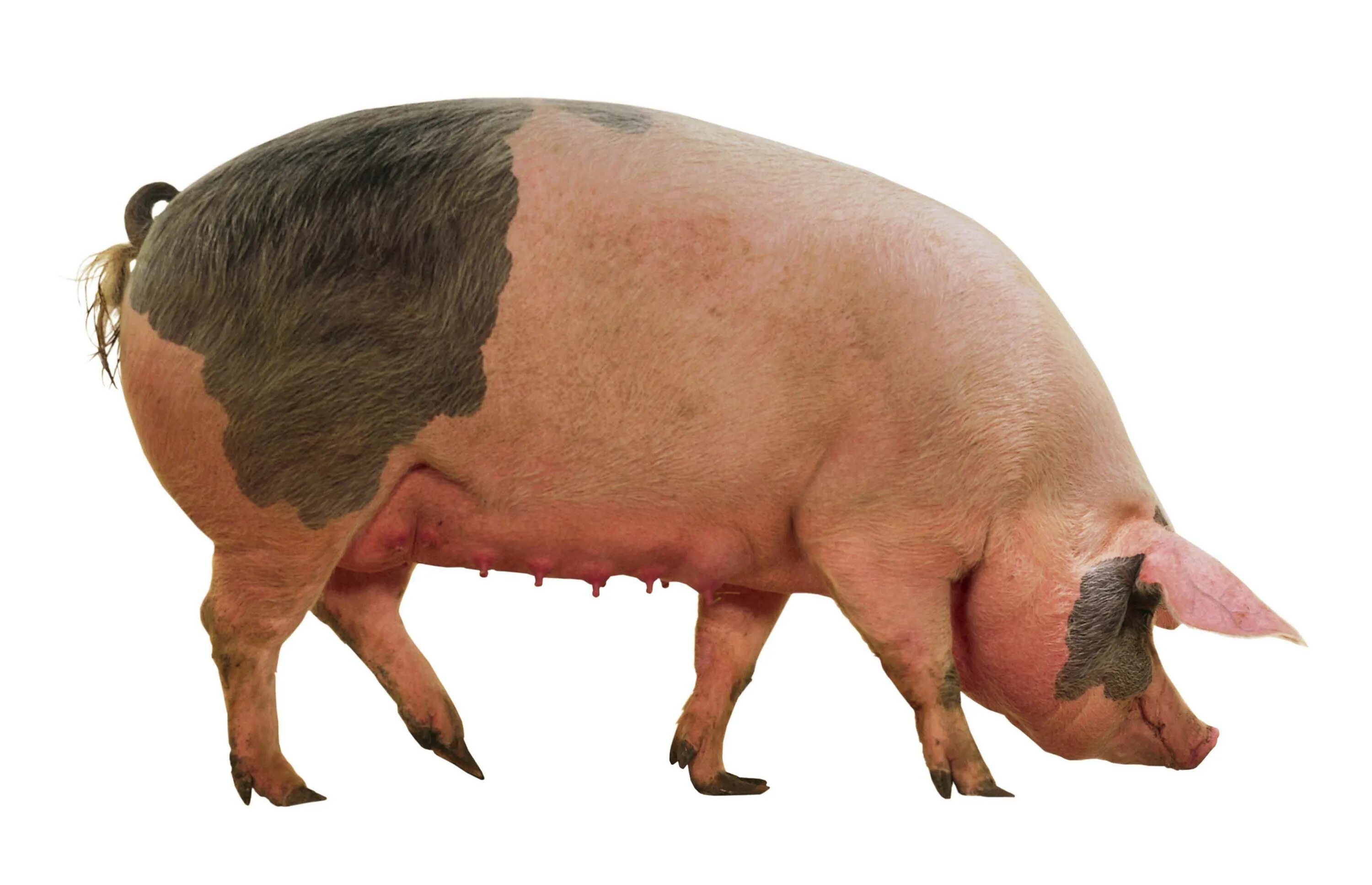 Ливенская свинья. Леманская порода свиней. Ливенская порода свиней. Ливенсая прода свиньи поросята. Ливенская порода поросят.