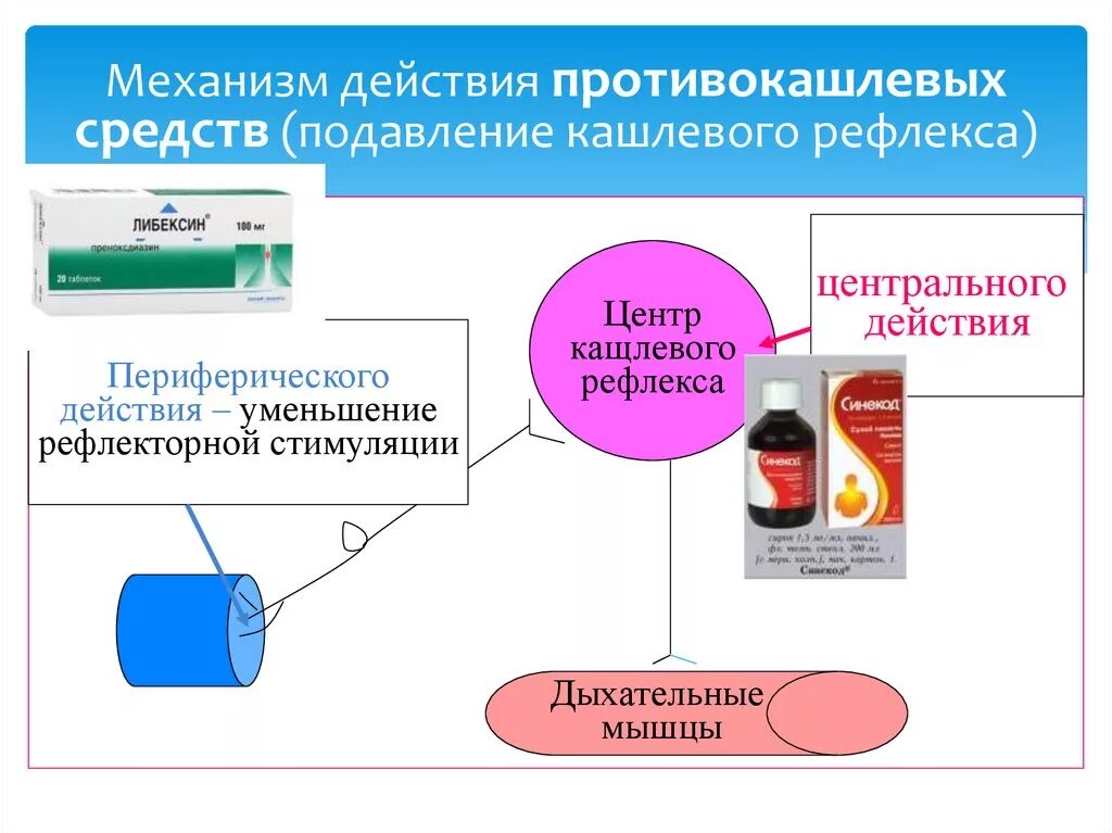 Механизм действия противокашлевых средств. Механизм действия противокашлевых препаратов центрального действия. Средства блокирующие кашлевой рефлекс. Противокашлевые препараты механизм действия фармакология.