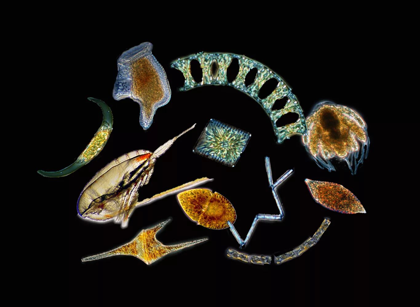 Зоопланктон и фитопланктон. Зоопланктоны ракообразные. Зоопланктон и фит планктон. Планктонные водоросли представители.