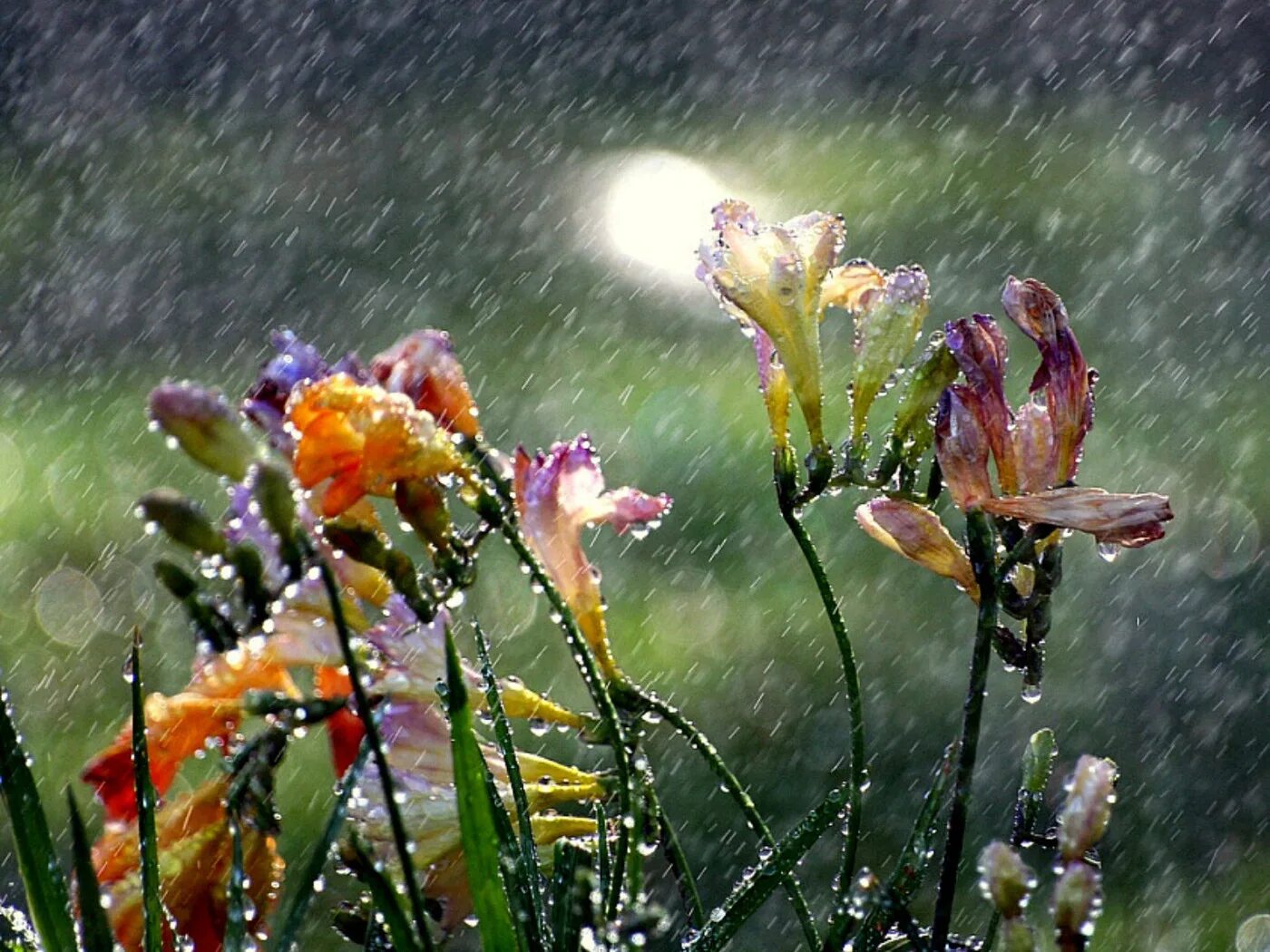 Трава омытая дождем. Красивый дождь. Дождливое лето. Цветы дождя.