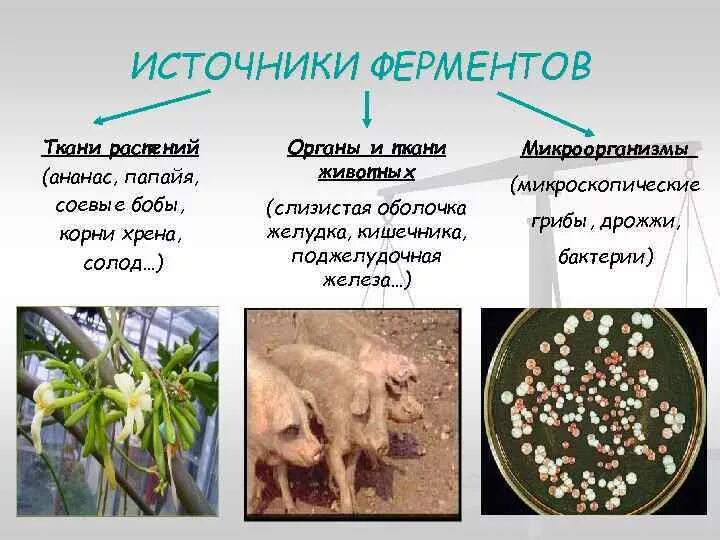 Ферменты растительного происхождения. Источники ферментов. Ферменты из растений. Ферменты животного и растительного происхождения. Ферменты микробного происхождения.