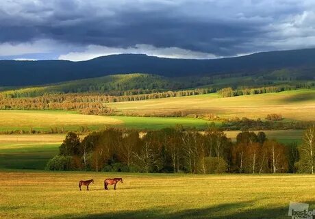 Лесостепная зона сибири