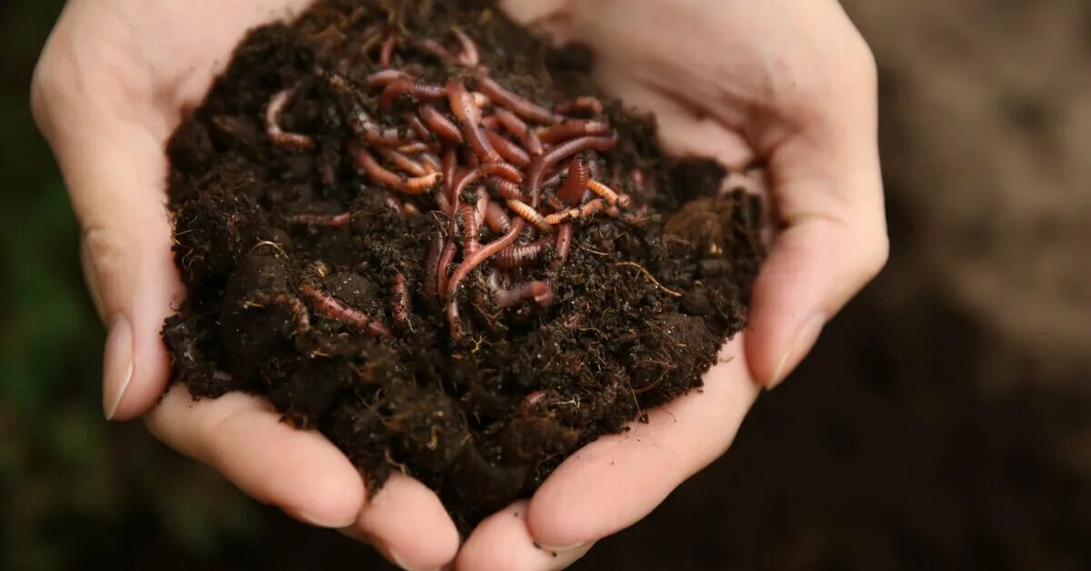 Можно ли использовать биогумус. Биогумус калифорнийские черви. Почвенные червячки.