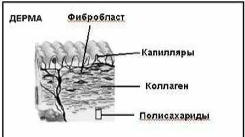 Строение дермы сосочковый слой. Строение собственно кожи дермы. Строение дермы рисунок. Строение кожи сетчатый слой.