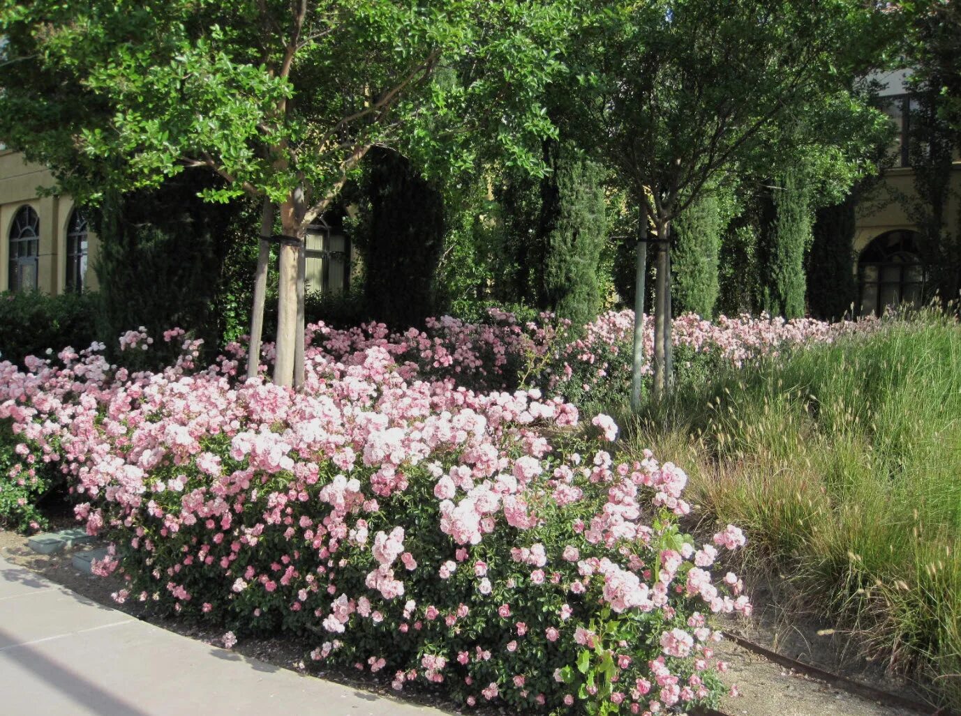 ялтинский сад чехова. п. музей чехова в ялте сад чехова. чеховский сад фото. чеховский домик вишневый сад.