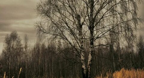 Поздней осенью лес стоит грустный