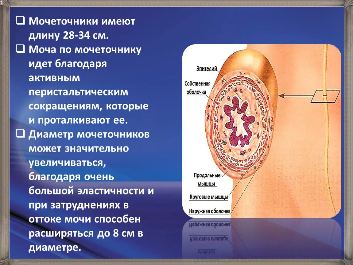 Мочеточники выполняют функцию. Строение мочеточника. Функции мочеточника анатомия. Мочеточники строение и функции. Роль мочеточника.